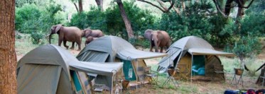 kamperen wilde dieren