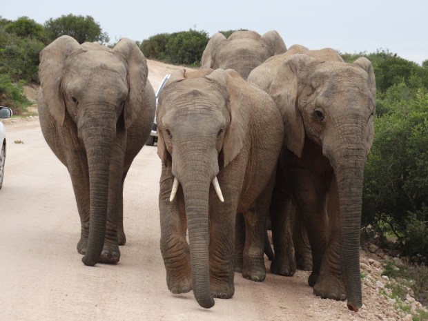 Addo olifantenfamilie tussen autos (12)