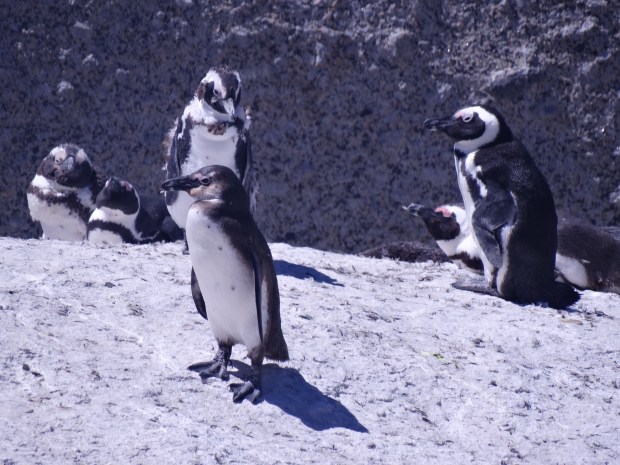 Boulders pinguins (34)