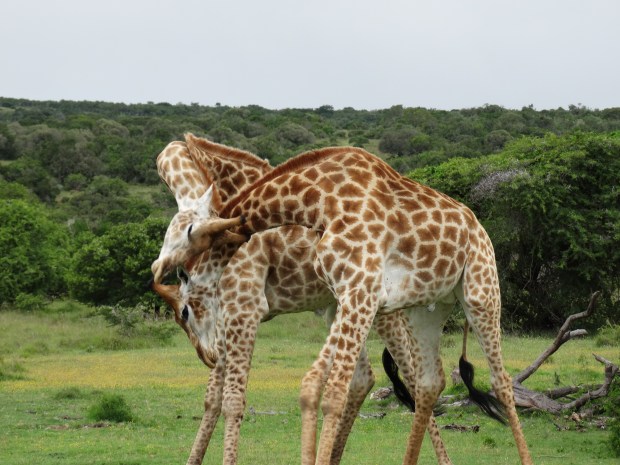 giraffes (48)