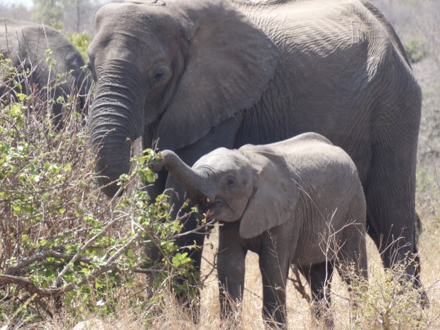 olifanten (9)