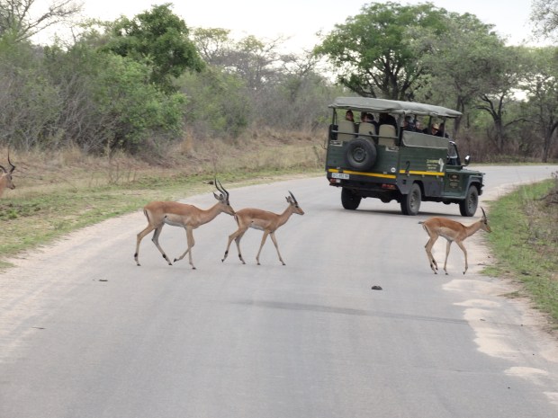 overstekende impalas (1)