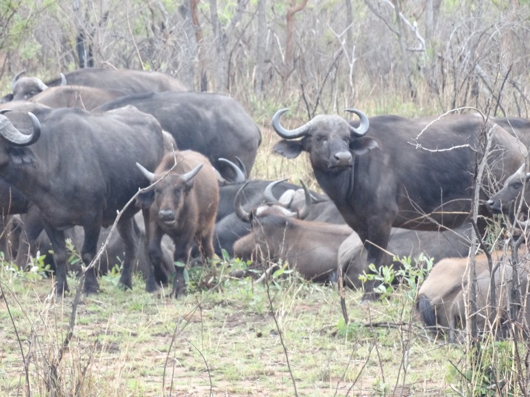 buffels (3)