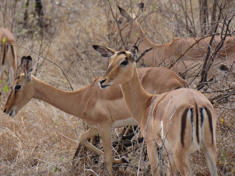 impalas (1)