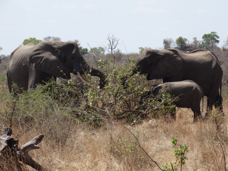 olifanten (13)