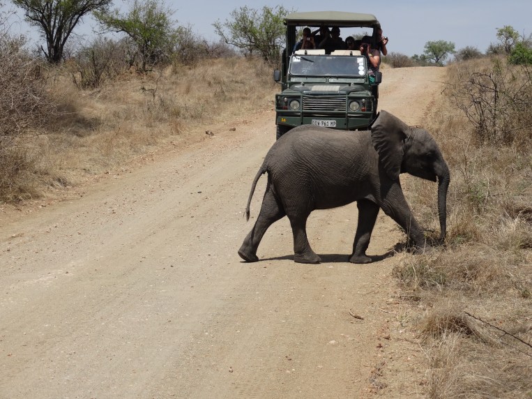olifanten (24)