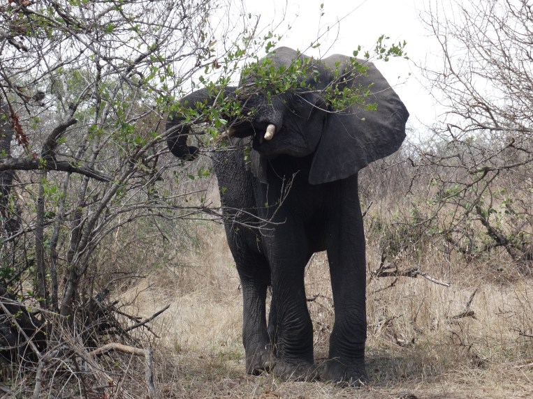 olifanten (26)